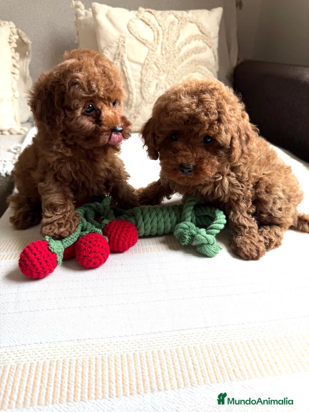 Caniche Toy perros en venta: Caniche Toy excelentes ejemplares  - Anuncio 1