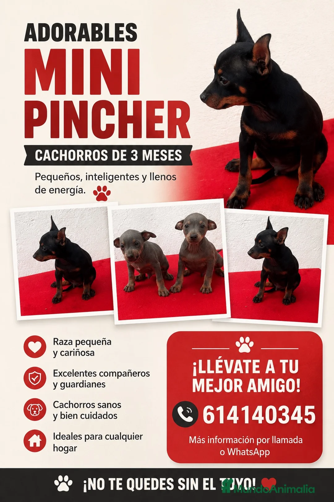 Pinscher Miniatura perros en venta: Mini Pincher  - Anuncio 2