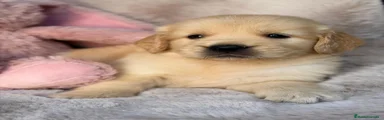 Golden Retriever 1