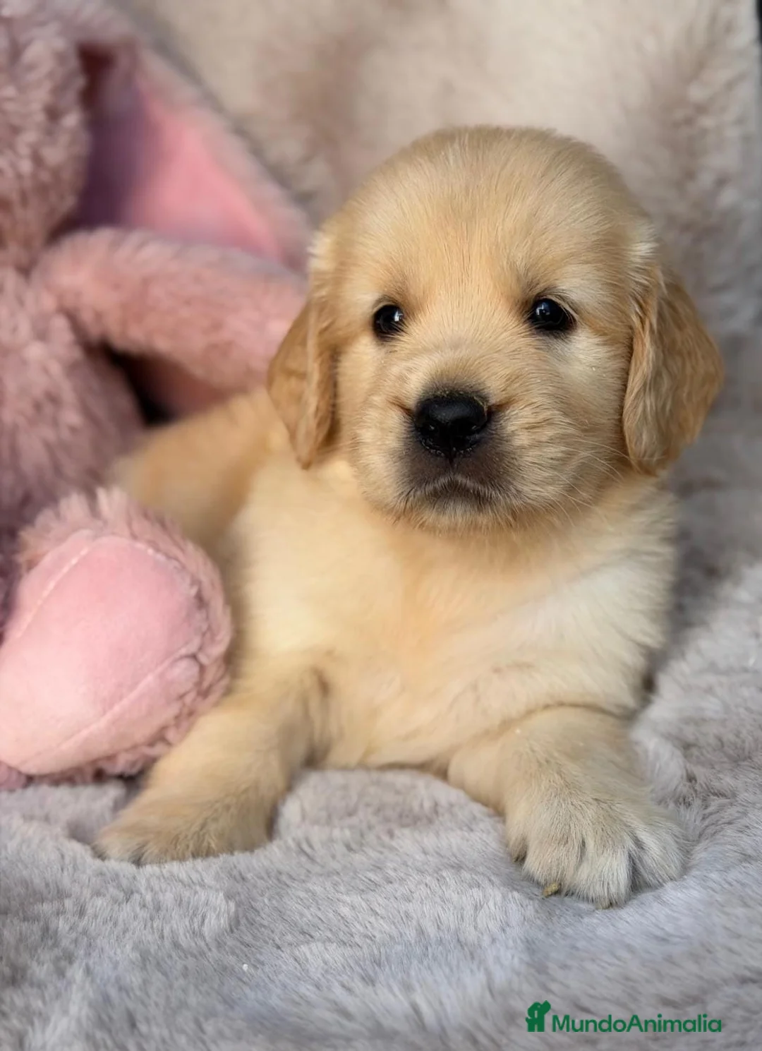 Golden Retriever perros en venta: Golden retriever hembras 🩷🐾 - Anuncio 7