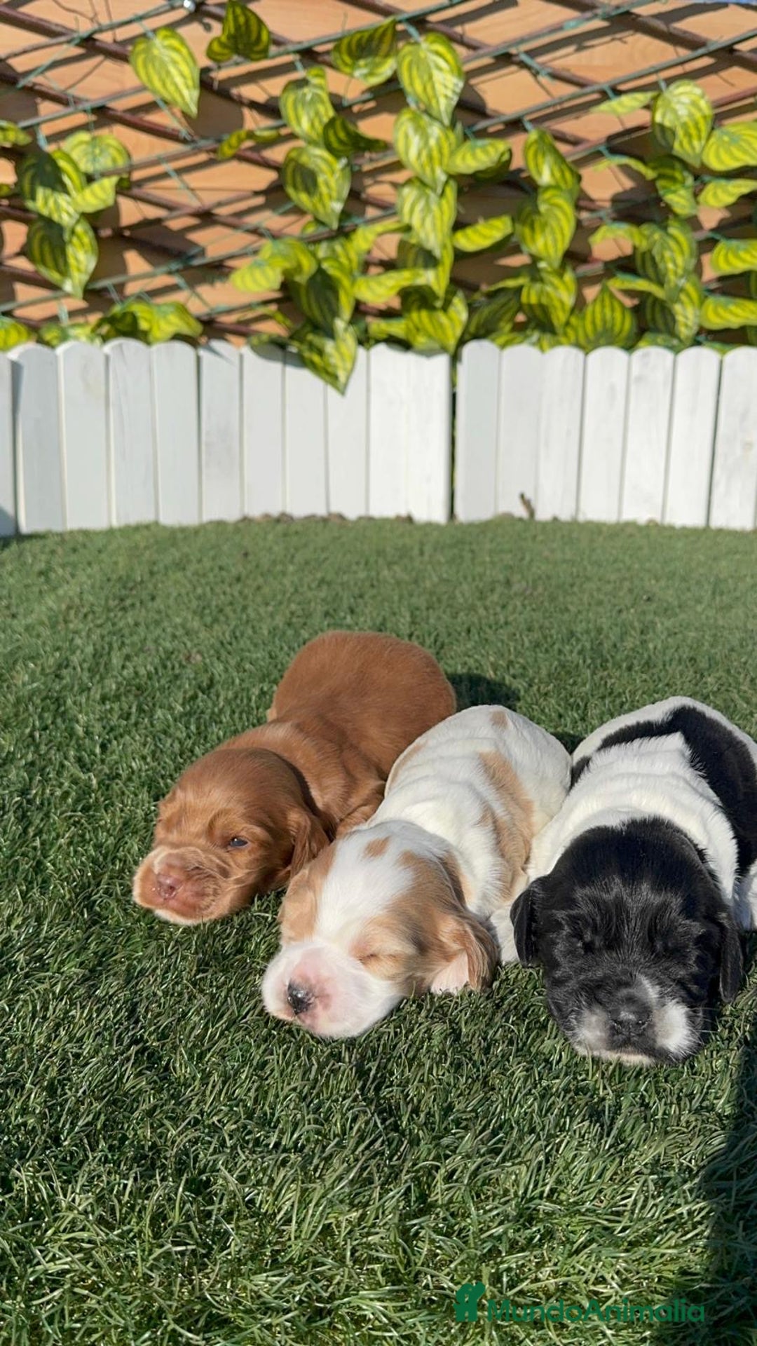Cocker Spaniel Inglés perros en venta: COCKER SPANIEL INGLES - Anuncio 18