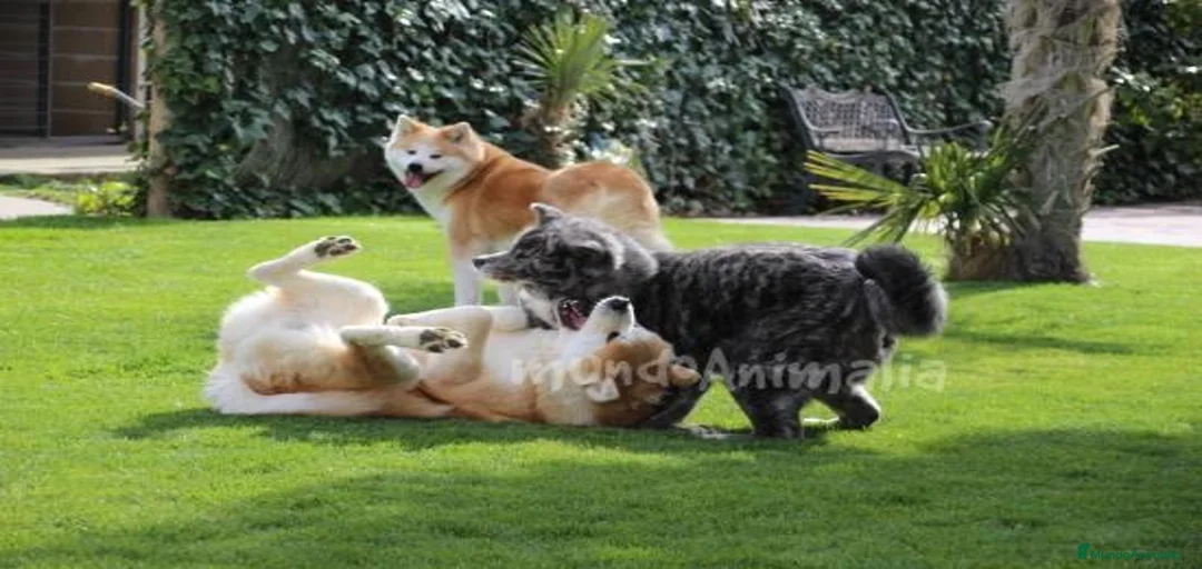 Imagen de galería {{count}}