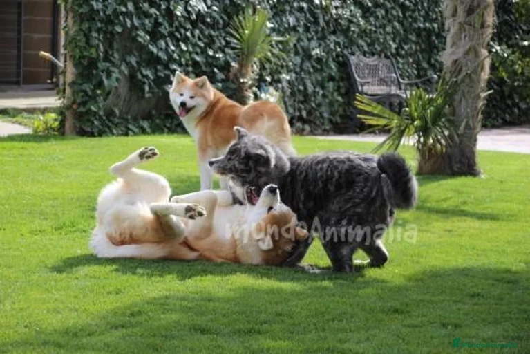 Imagen de galería {{count}}