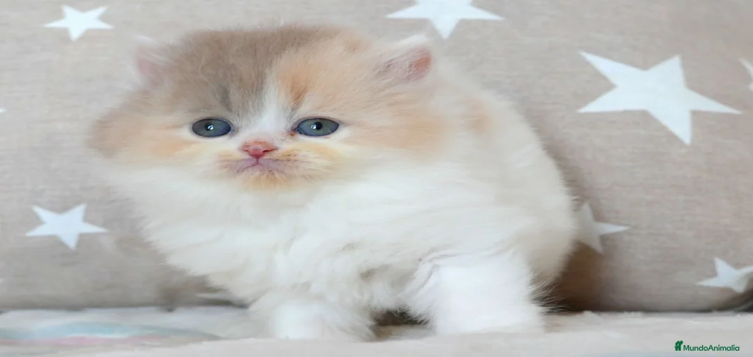 Imagen de galería {{count}}