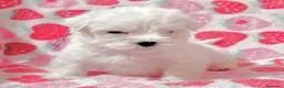 Bichón Maltés perros en venta: Bichon maltés toy  - Anuncio 2