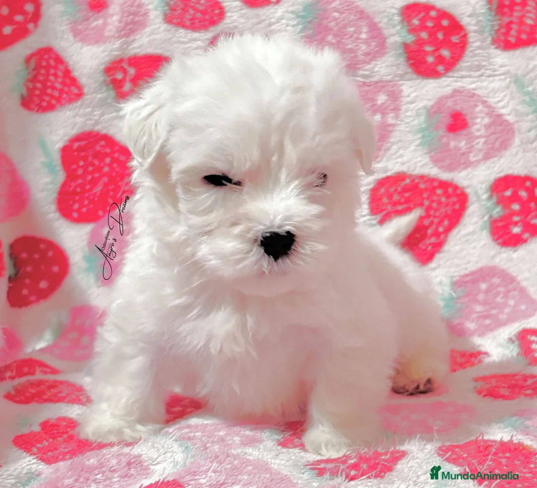 Bichón Maltés perros en venta: Bichon maltés toy  - Anuncio 2