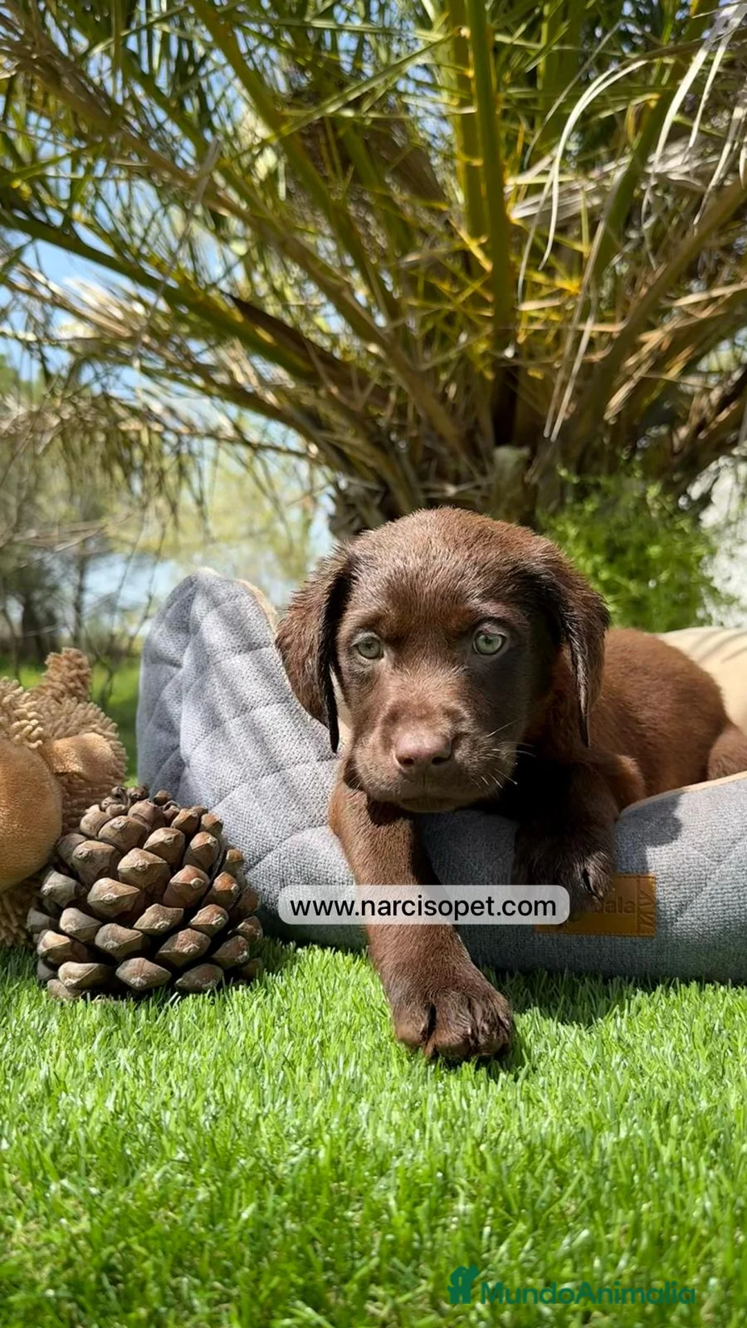 Labrador Retriever perros en venta: LABRADOR CHOCOLATE HEMBRA en Asturias - Anuncio 5