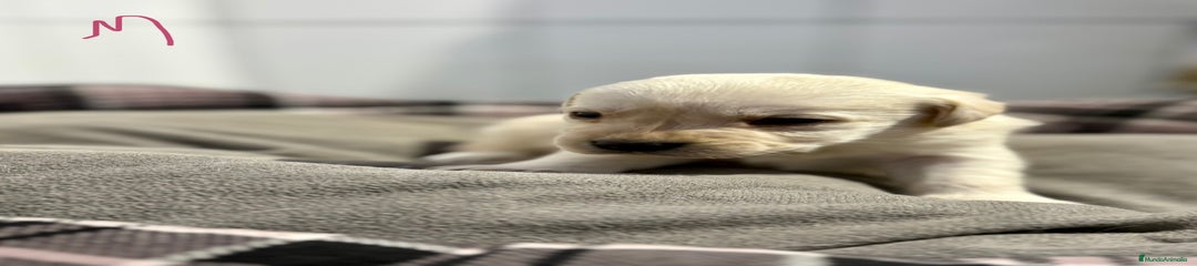 Labrador Retriever Cachorro 6