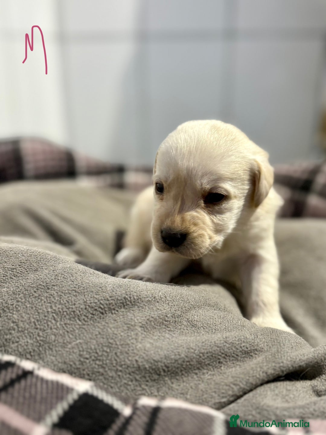 Labrador Retriever perros en venta: Camada labrador  - Anuncio 7