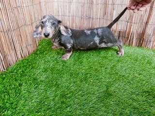 Teckel perros Teckels kaninchen y mini - Anuncio 10