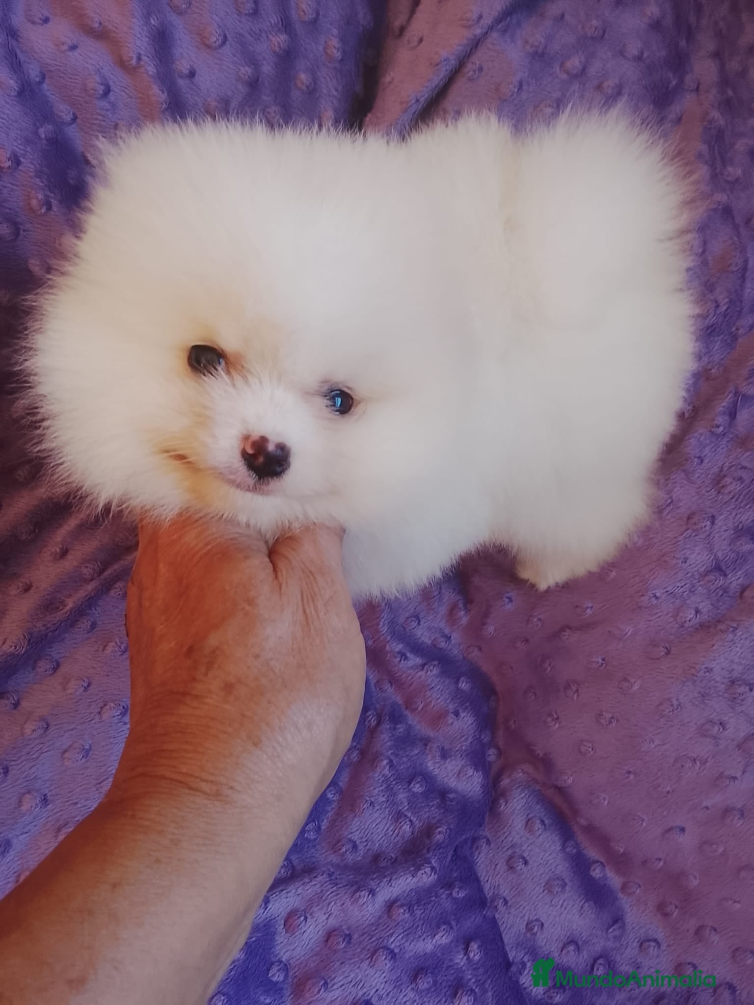 Pomerania perros Pomerania Standar  - Anuncio 7