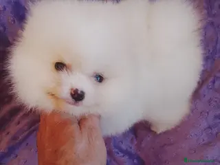 Pomerania perros Pomerania Standar - Anuncio 7