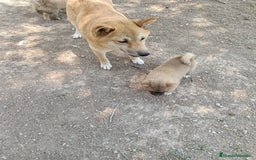 Shiba Inu perros en venta: Shiba inu - Imagen 6