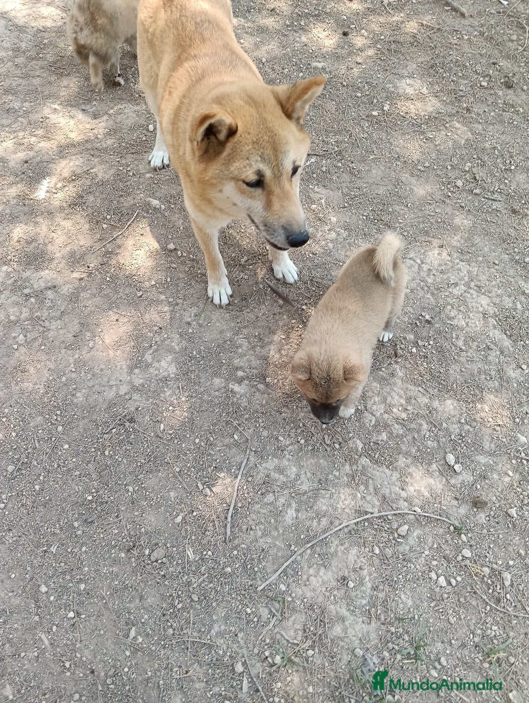 Shiba Inu perros en venta: Shiba inu - Imagen 6