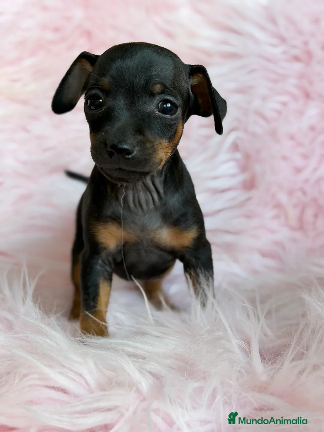 Pinscher Miniatura perros en venta: Minipincher hembra  - Anuncio 1
