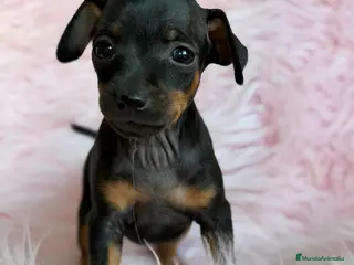 Pinscher Miniatura perros Minipincher hembra - Anuncio 1