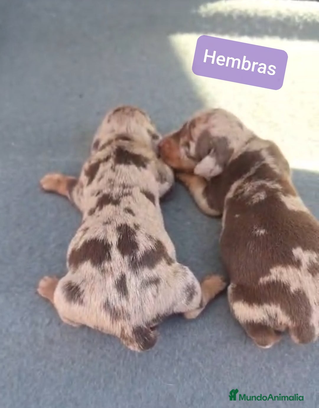 Teckel perros Teckel Mini kanichen - Anuncio 1