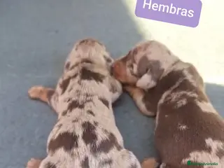 Teckel perros Teckel Mini kanichen - Anuncio 1