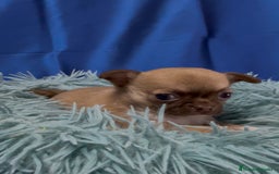 Chihuahua perros en venta: Preciosos cachorros Chihuahua colores exoticos - Imagen 2