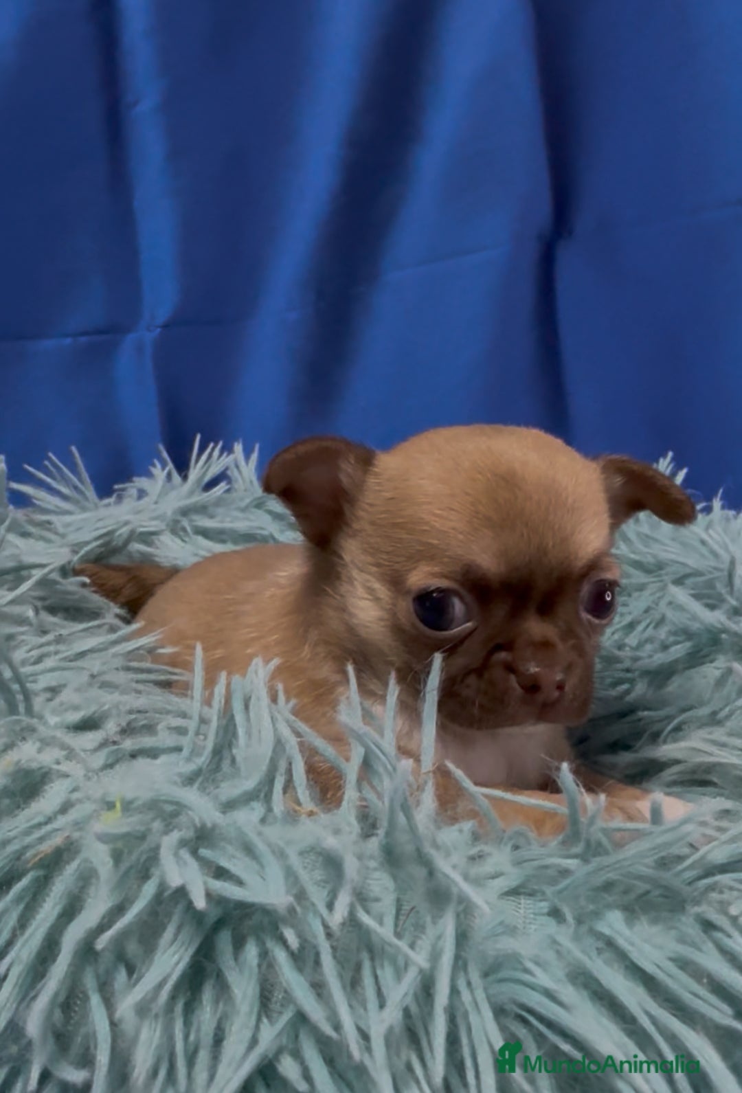 Chihuahua perros en venta: Preciosos cachorros Chihuahua colores exoticos - Imagen 2