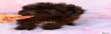 Maltipoo 4