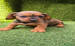 Teckel Miniatura perros en venta: camada teckel mini  - Imagen 20