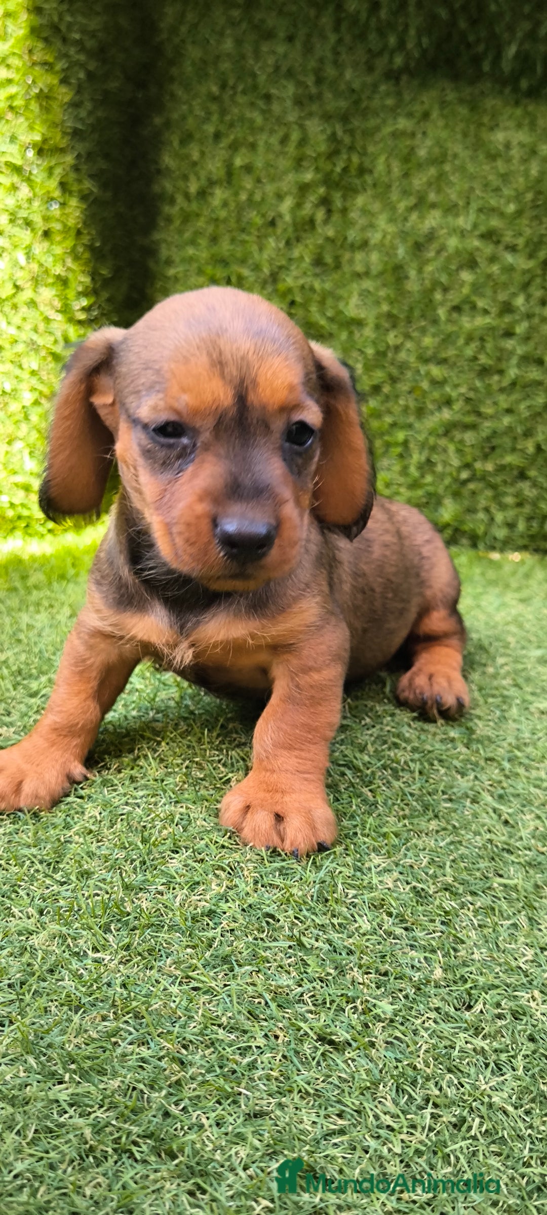 Teckel Miniatura perros en venta: camada teckel mini  - Imagen 20