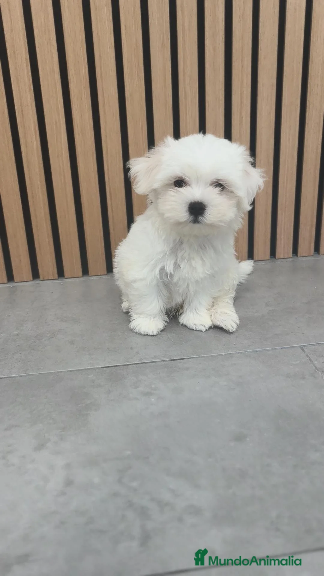 Bichón Maltés perros en venta: Bichón Maltes macho disponible  - Anuncio 2