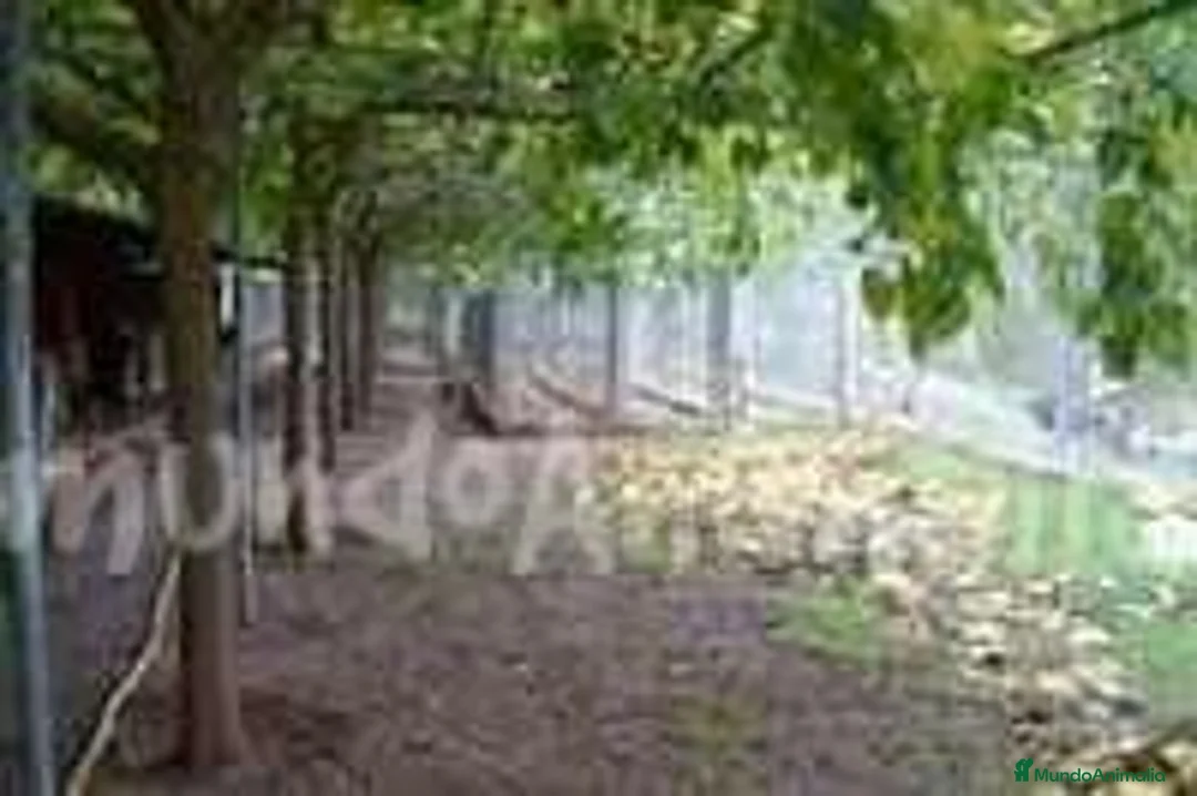 Imagen de galería {{count}}