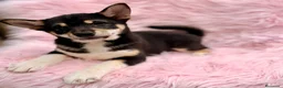 Shiba Inu perros en venta: Shiba Inu rojo y tricolor  - Anuncio 8