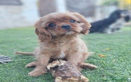Cavalier King Charles Spaniel perros en venta: Hembra calidad compañia - Imagen 4