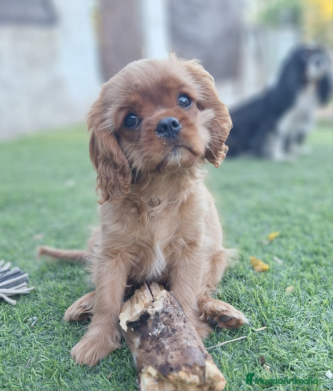 Cavalier King Charles Spaniel perros en venta: Hembra calidad compañia - Imagen 4