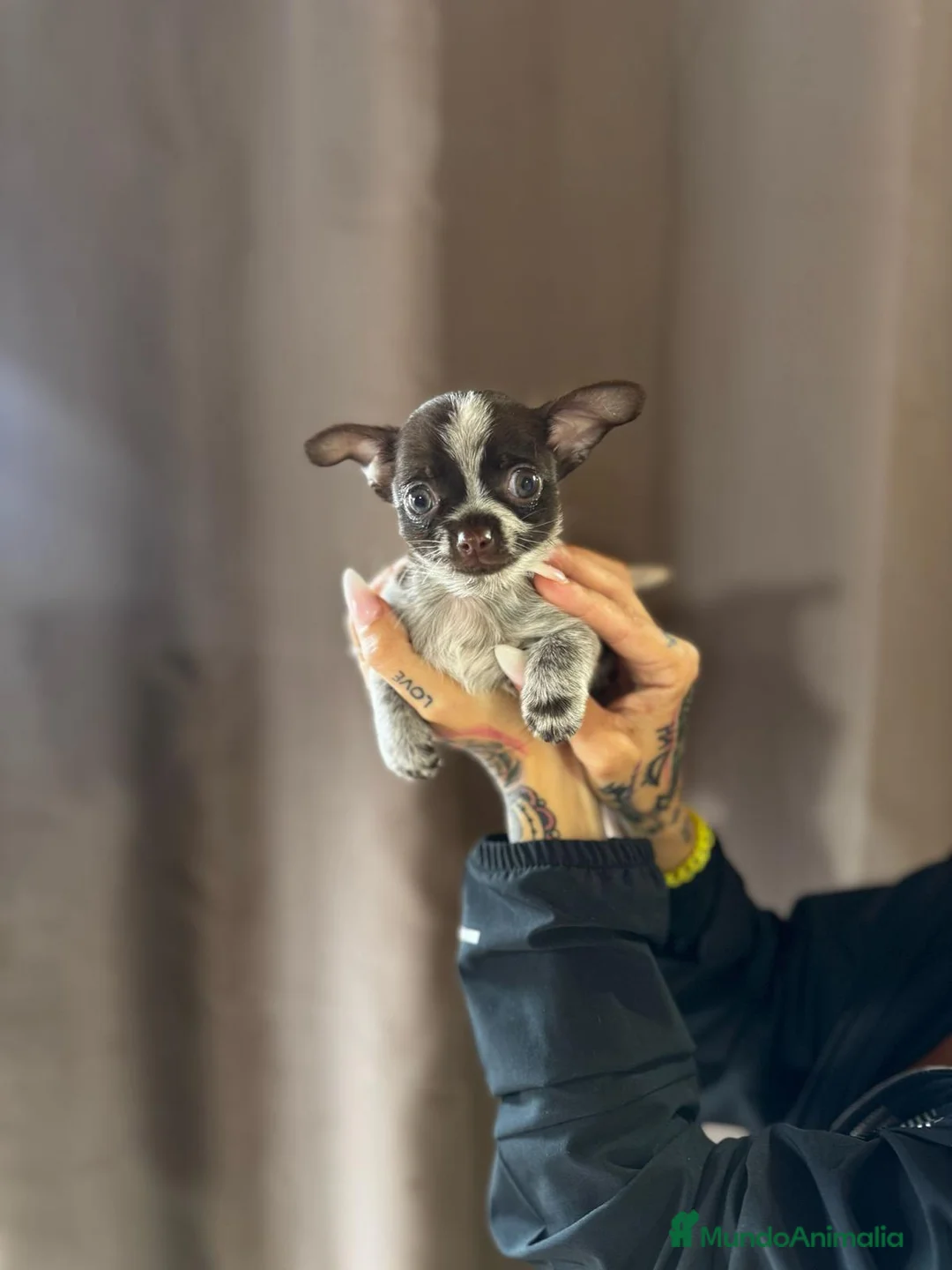 Chihuahua perros en venta: Chihuahua de capricho💜 en Illes Balears - Anuncio 4