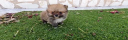 Pomerania perros en venta: Pomerania Toy Top  - Anuncio 27
