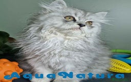 Persa gatos en venta: Persa Macho Virgi 7733 AQUANATURA - Imagen 7