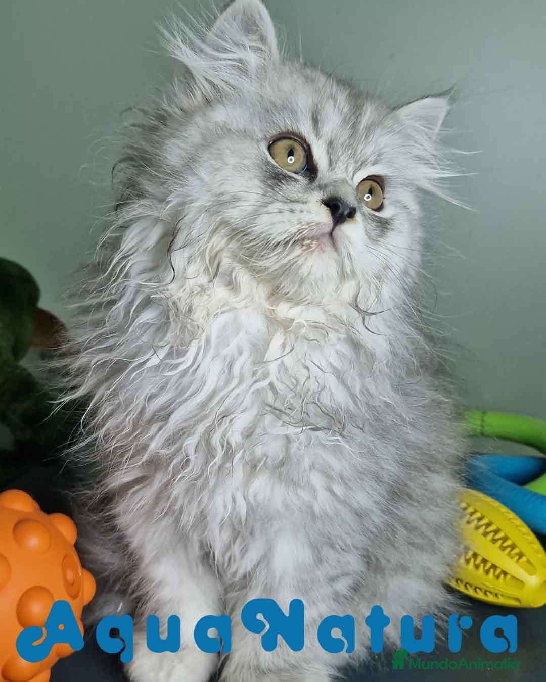 Persa gatos en venta: Persa Macho Virgi 7733 AQUANATURA - Imagen 7