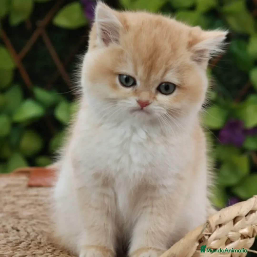Británico de Pelo Largo gatos en venta: British Golden Chinchilla - Anuncio 2