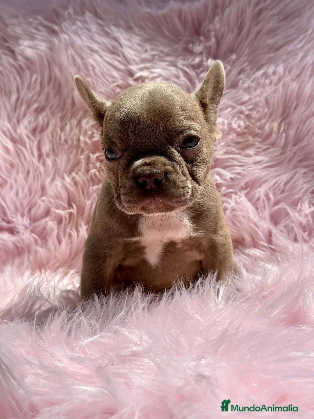 Bulldog Francés perros en venta: Bulldog francés  en Barcelona - Anuncio 6