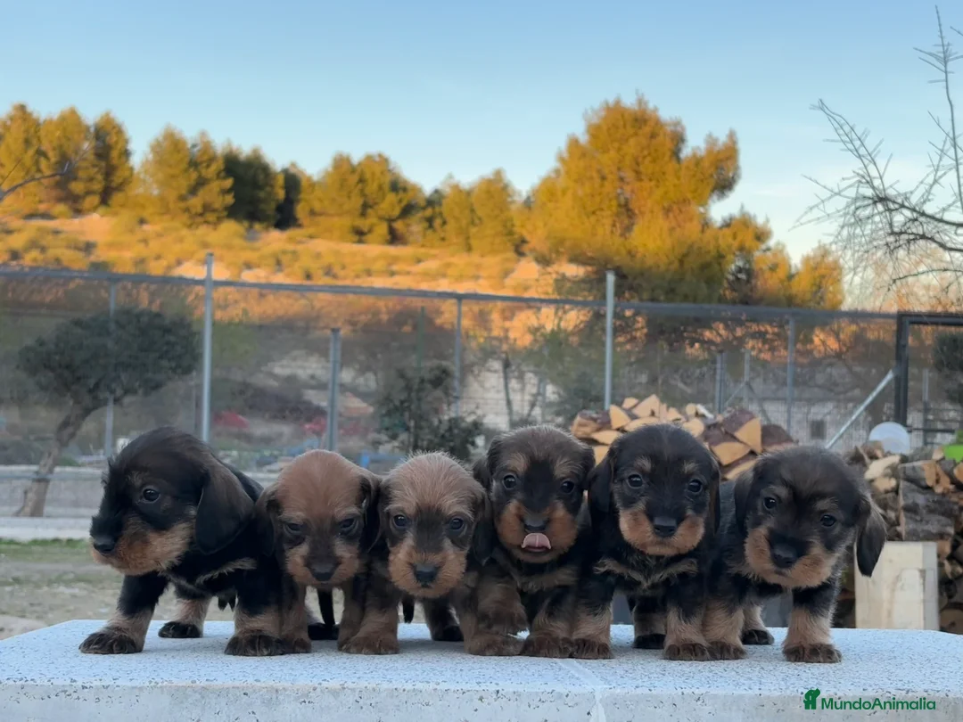 Teckel perros en venta: Precisos cachorros teckel pelo duro  - Anuncio 1