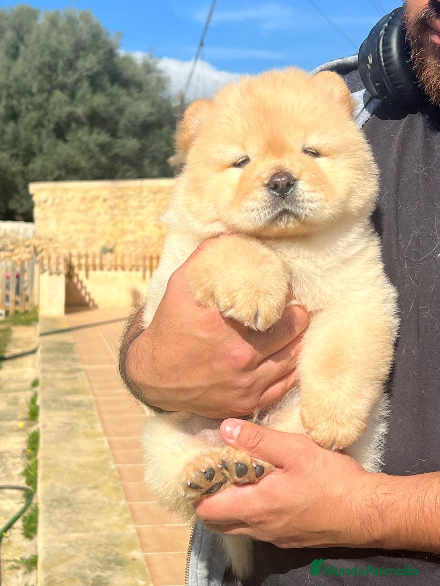 Chow Chow perros hembras y machos - Anuncio 21