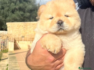 Chow Chow perros hembras y machos - Anuncio 1