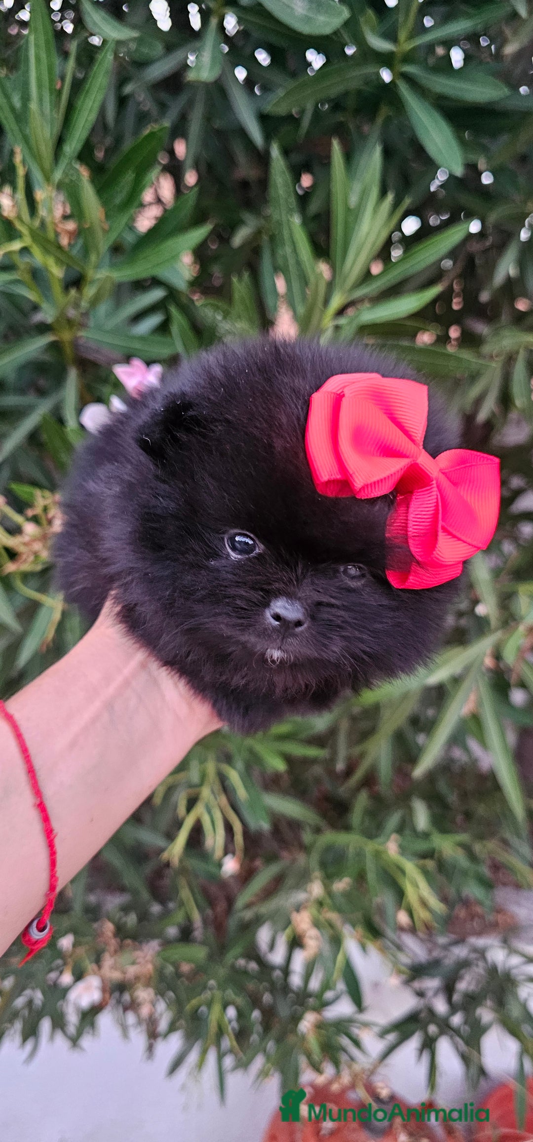 Pomerania perros en venta: Bebés Pomerania exoticos - Imagen 2