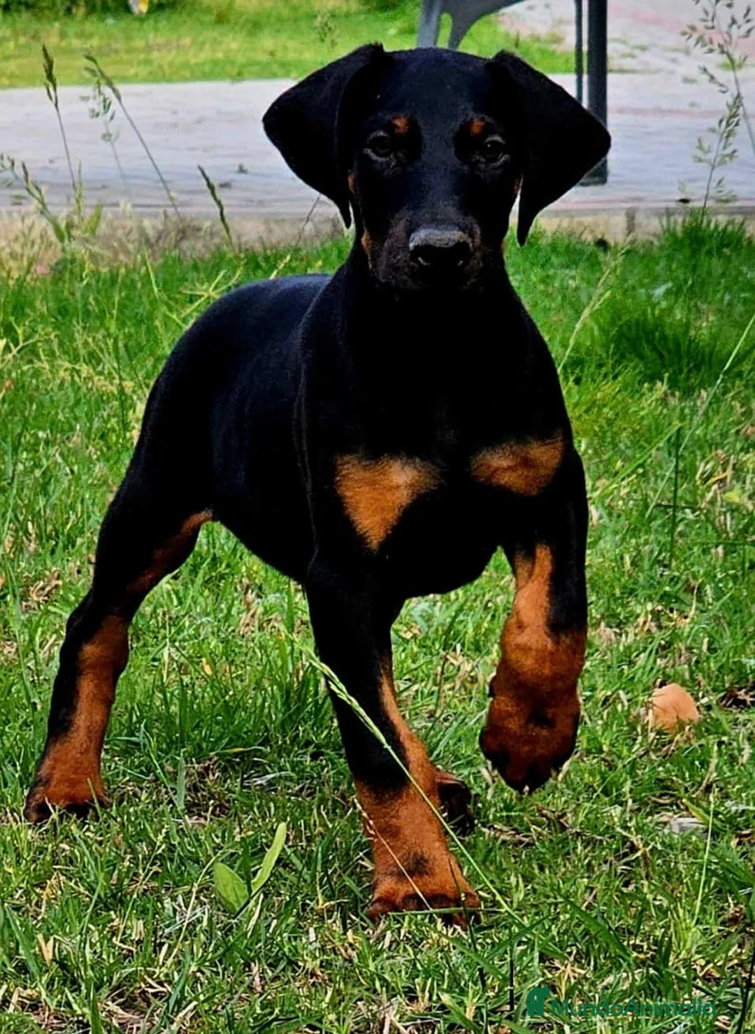 Dobermann perros en venta: Dóbermann negro fuego y chocolate🐾🔥 - Anuncio 1