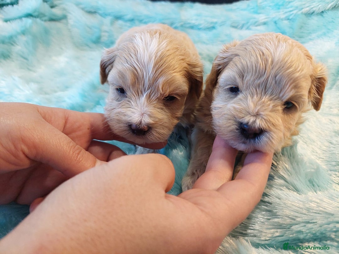 Maltipoo perros en venta: MALTIPO HEMBRAS EXCLUSIVAS  - Anuncio 2