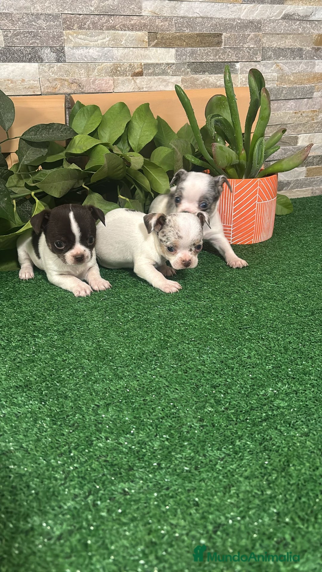 Chihuahua perros en venta: Chihuahua merle  - Anuncio 3