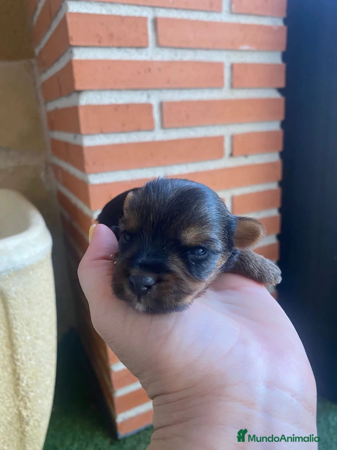 Yorkshire Terrier perros en venta: Yorkshire terrier de Prao Toro  - Anuncio 9
