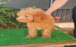 Caniche Enano perros en venta: Caniche  enano - Imagen 7