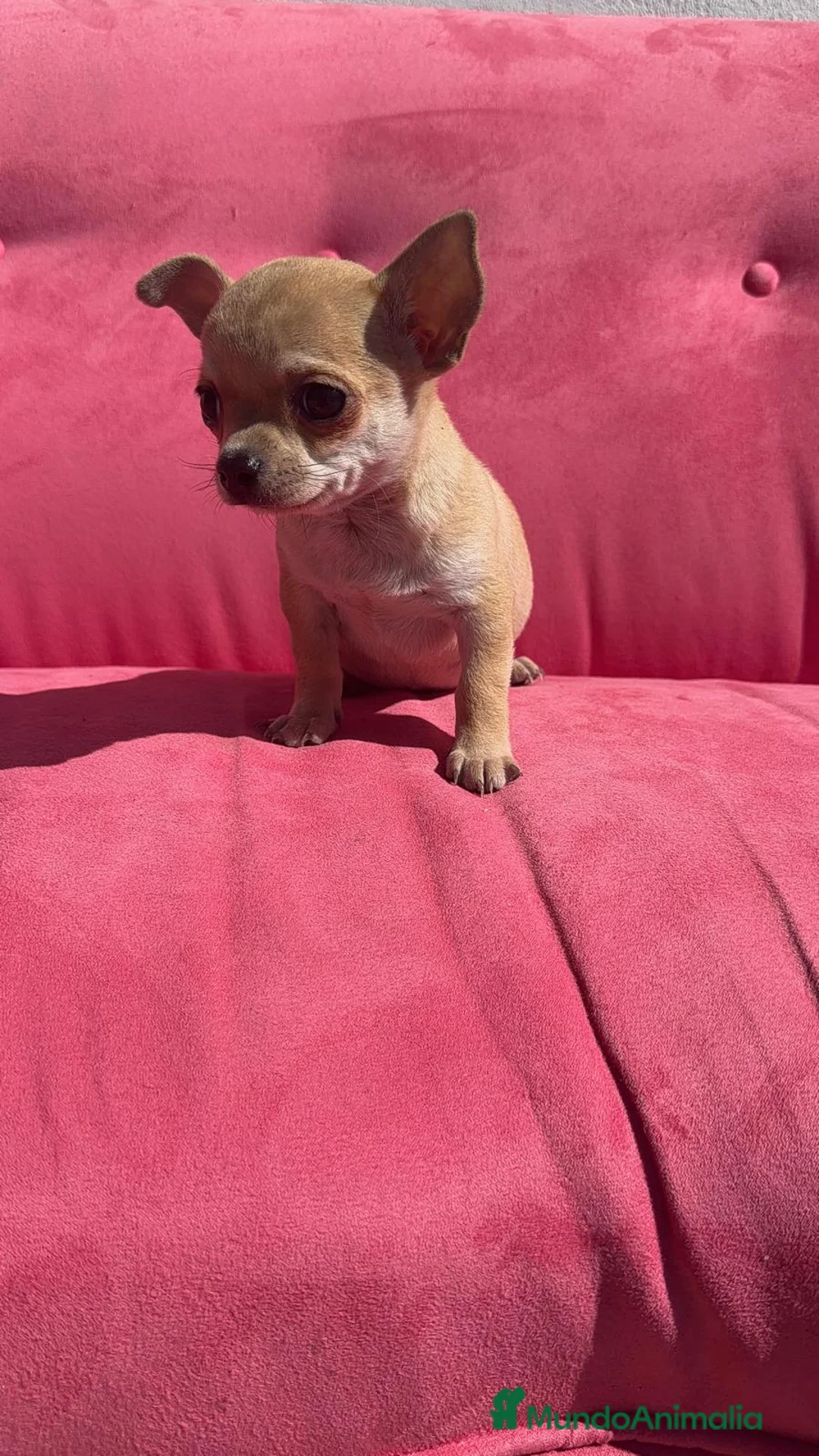 Chihuahua perros en venta: Chihuahua Toy macho - Anuncio 2