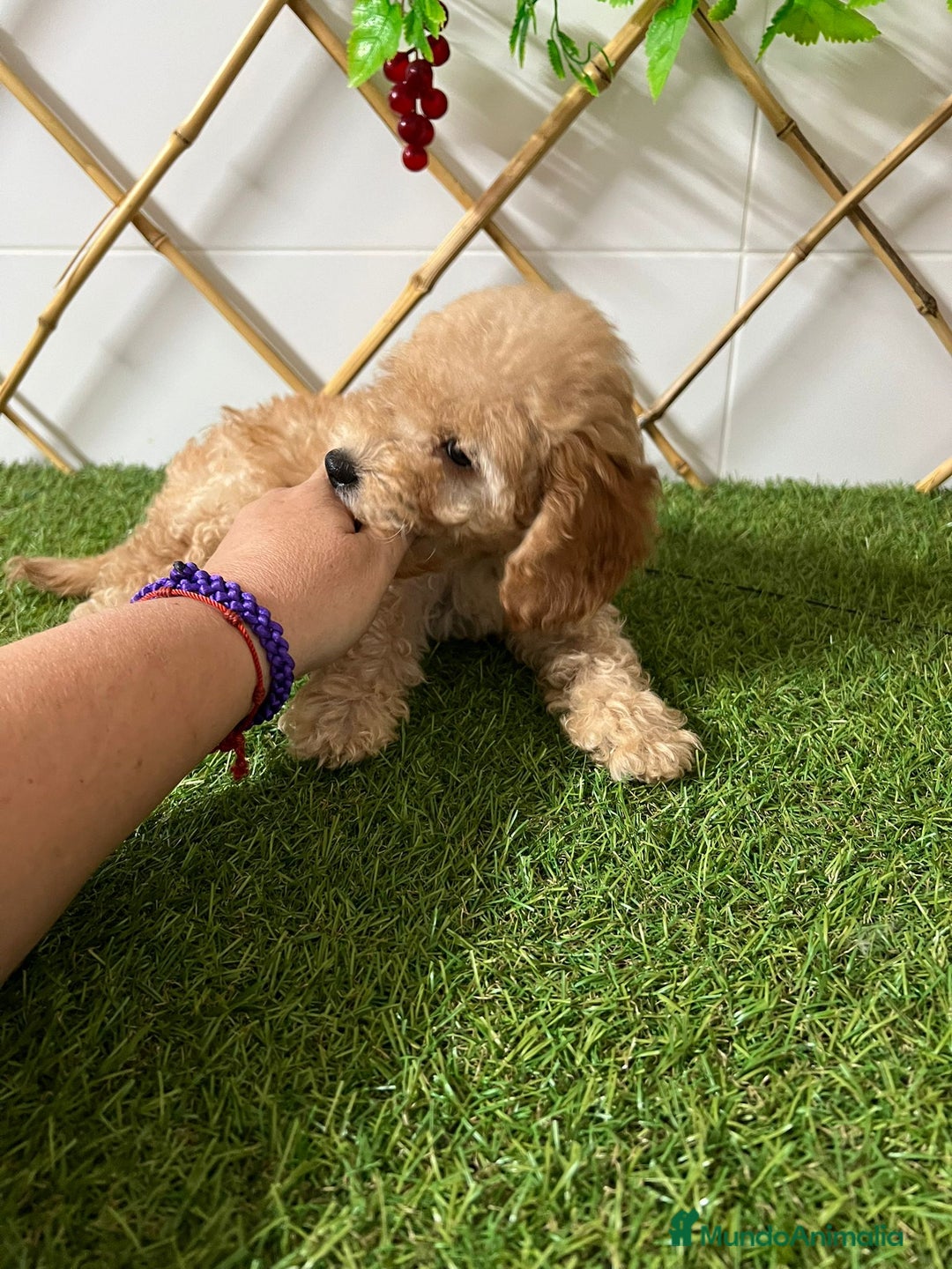 Caniche Enano perros en venta: CANICHE ENANO - Imagen 2