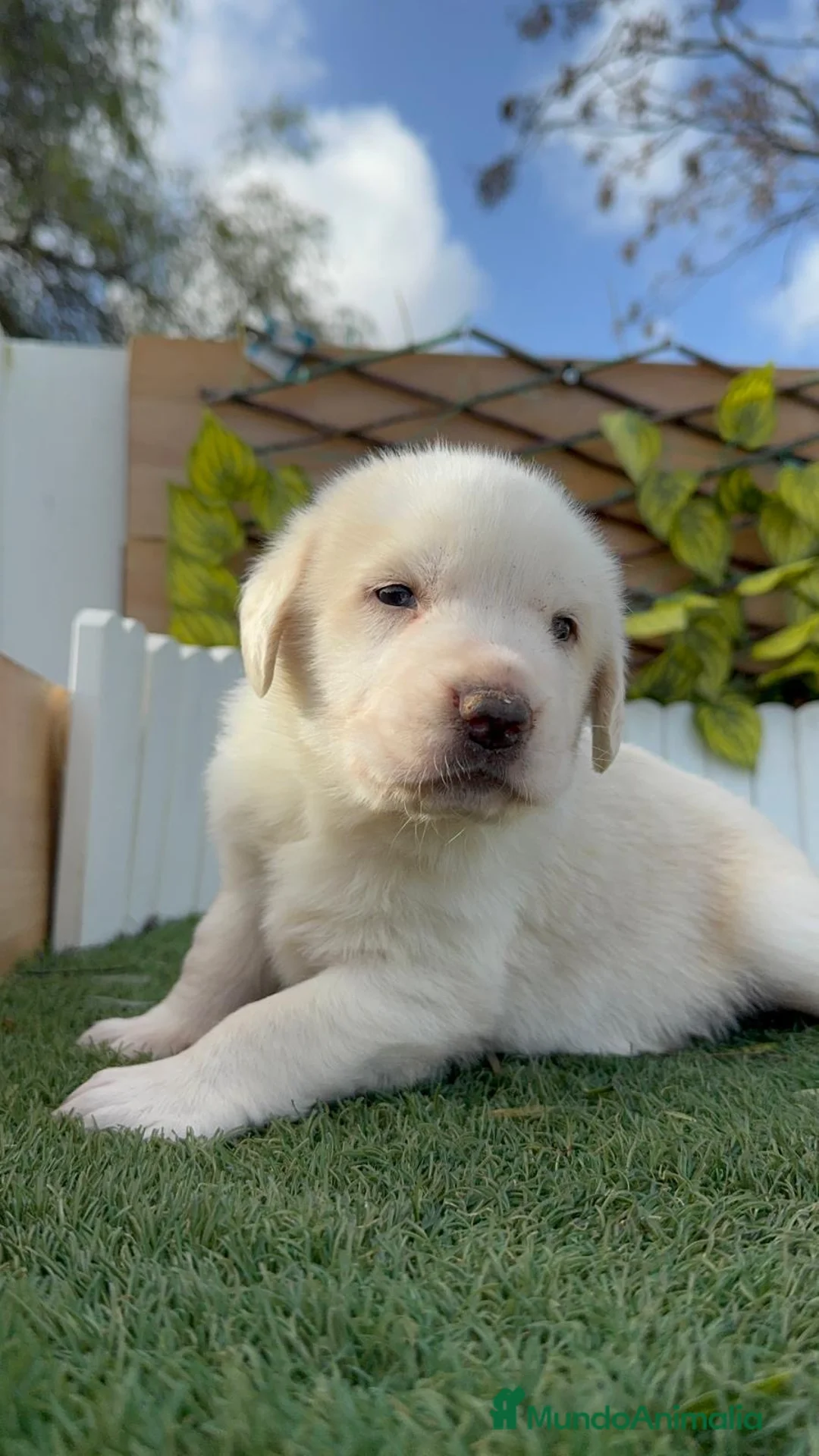 Mastín Español perros en venta: MASTIN ESPAÑOL - Anuncio 11